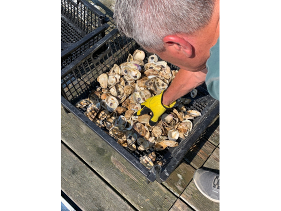 A man wearing a yellow glove examines a basket of oysters.