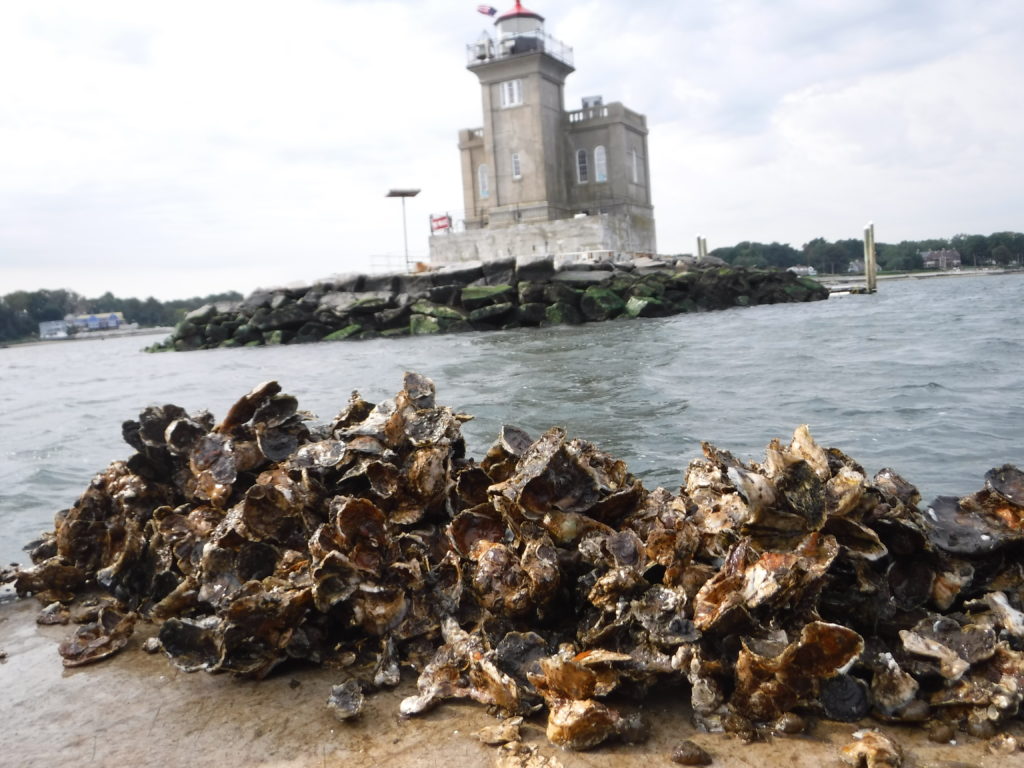 A large pile of oyster shells in the foreground, with a lighthouse on a rocky shore and water in the background.